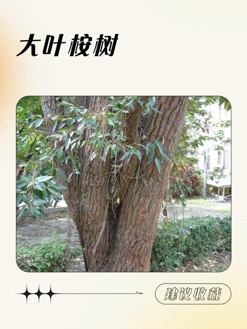 给宝宝取名用桉字好吗？解析桉字寓意：象征孩子如树木般茁壮成长